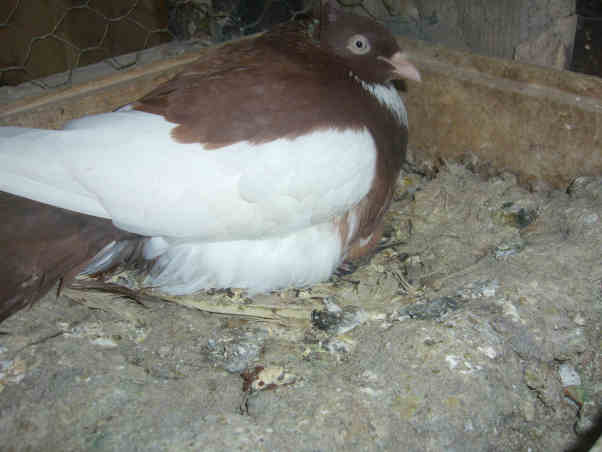 Sokół Gdańśki