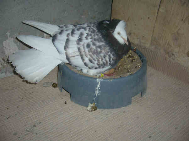 Sokół Gdańśki