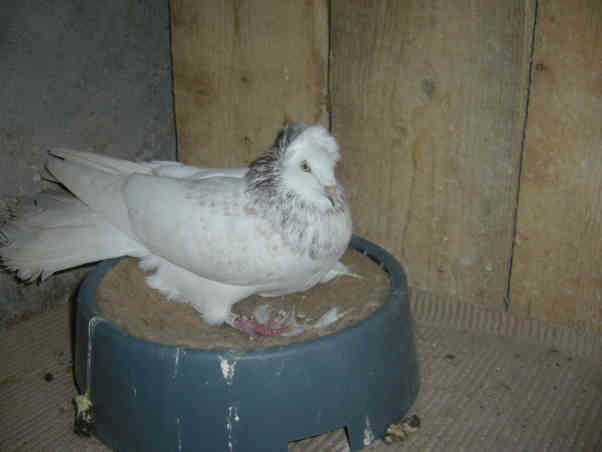 Sokół Gdańśki