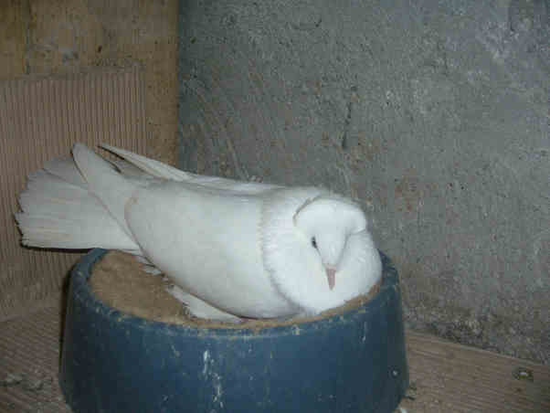 Sokół Gdańśki