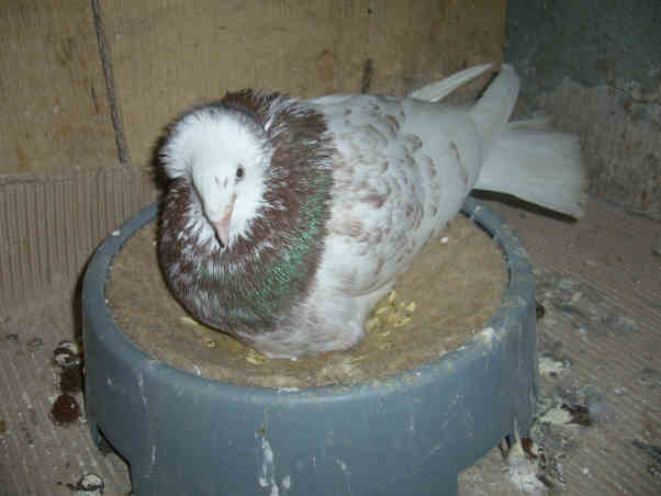 Sokół Gdańśki