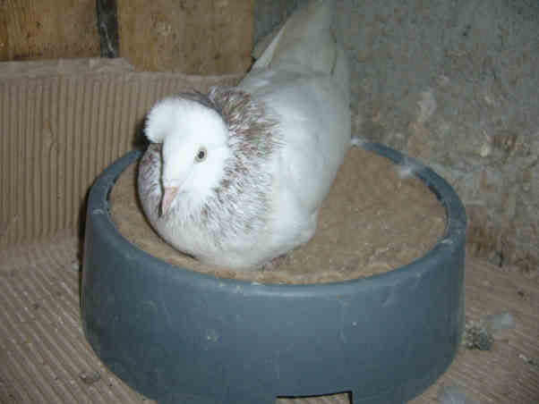 Sokół Gdańśki