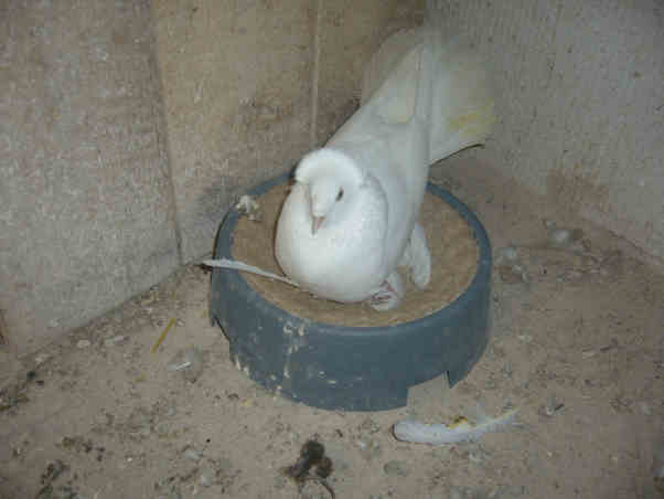 Sokół Gdańśki