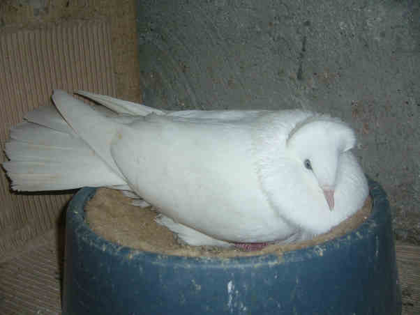 Sokół Gdańśki