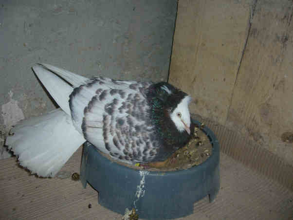 Sokół Gdańśki