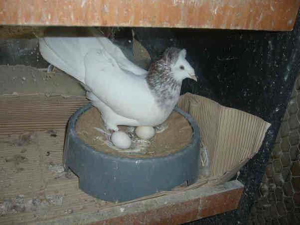 Sokół Gdańśki