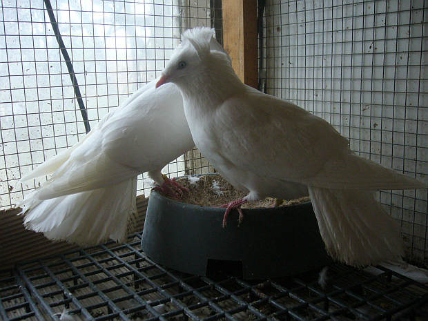 Sokół Gdańśki