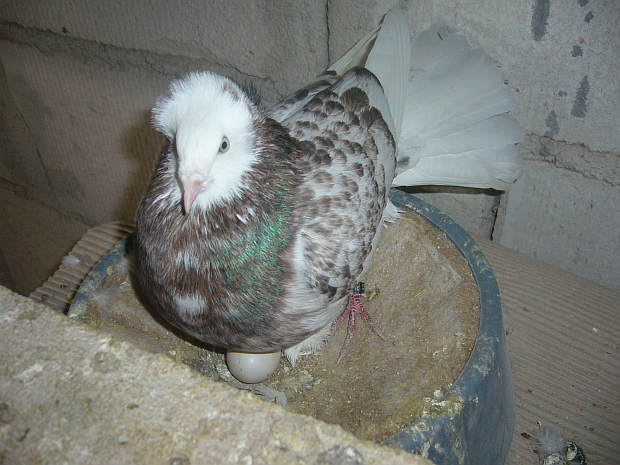 Sokół Gdańśki