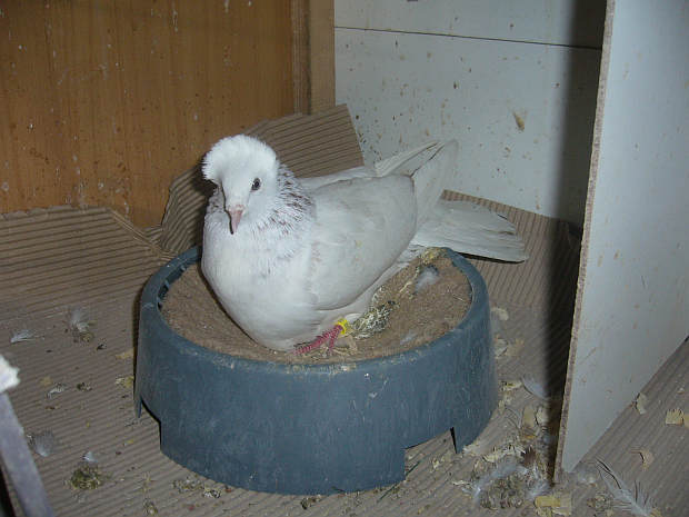 Sokół Gdańśki