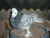 Sokół Gdańśki