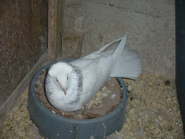 Sokół Gdańśki