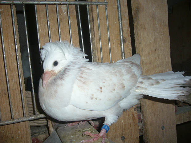 Sokół Gdańśki
