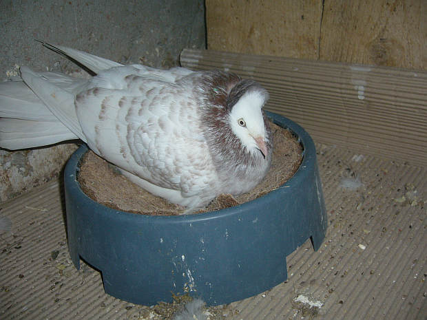 Sokół Gdańśki