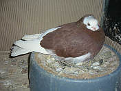 Sokół Gdańśki