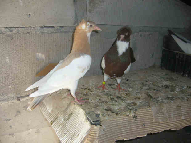 Sokół Gdańśki