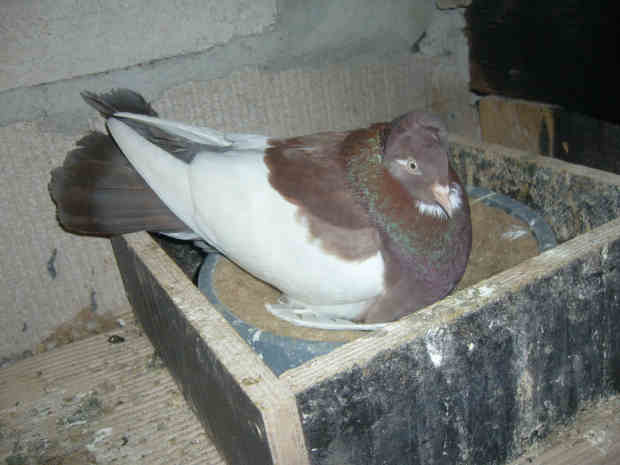 Sokół Gdańśki