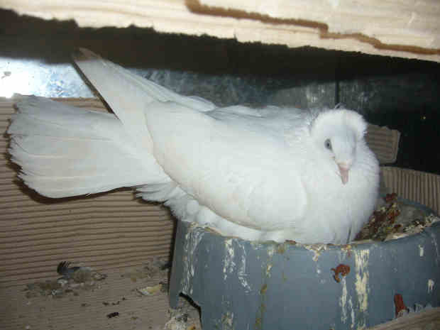 Sokół Gdańśki