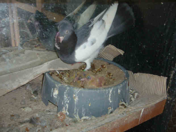 Sokół Gdańśki