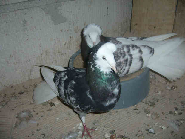 Sokół Gdańśki
