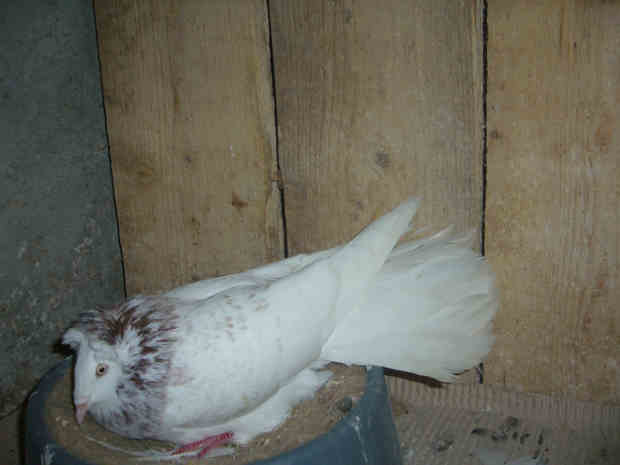Sokół Gdańśki