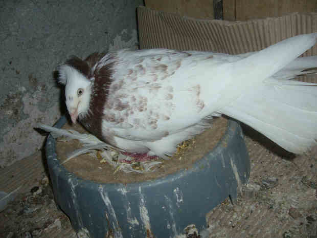Sokół Gdańśki