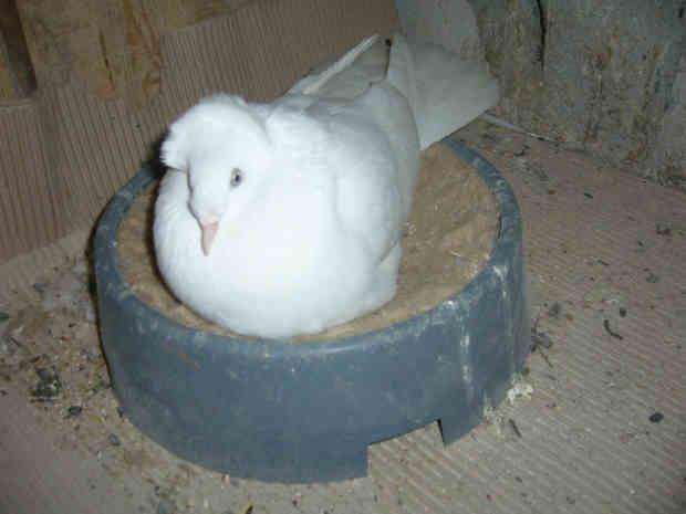 Sokół Gdańśki