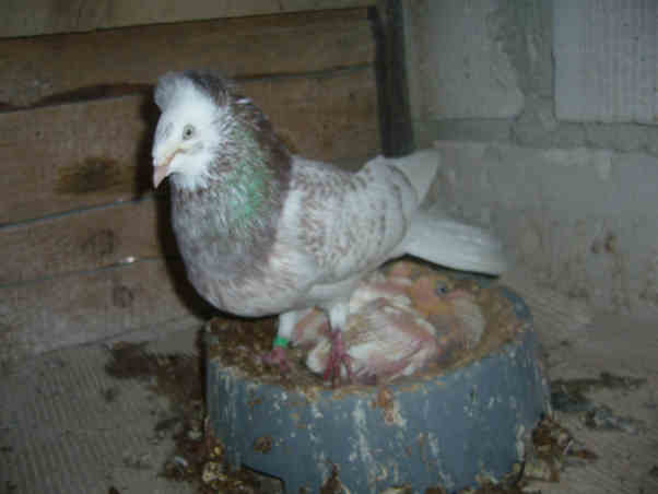 Sokół Gdańśki