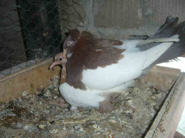 Sokół Gdańśki