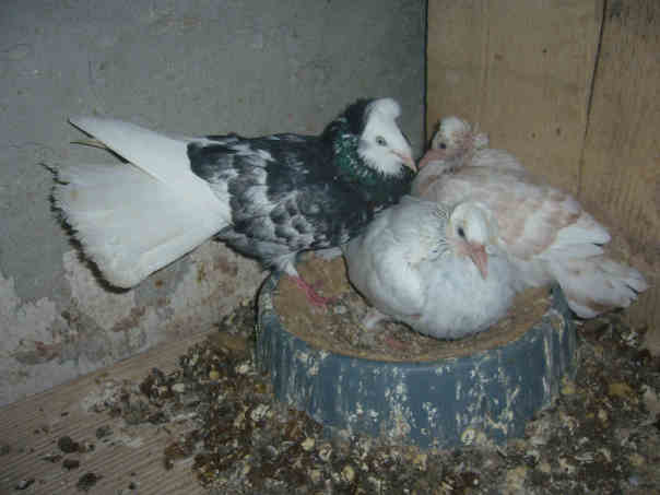 Sokół Gdańśki