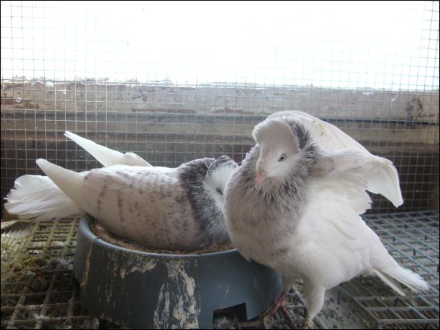 Sokół Gdańśki