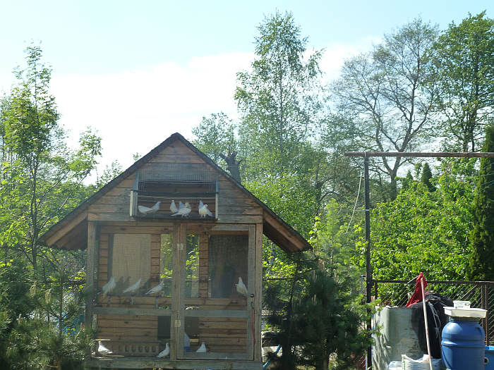 Winerek Polski